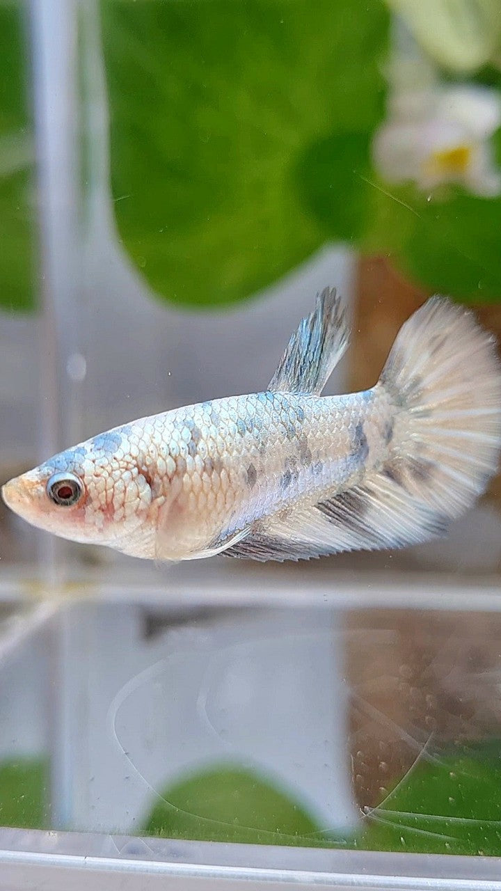 FEMALE HALFMOON WHITE COPPER MARBLE BETTA FISH