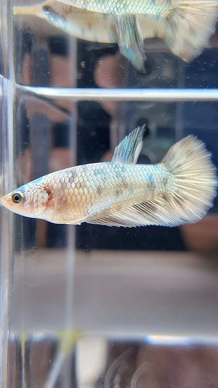 FEMALE HALFMOON WHITE COPPER MARBLE BETTA FISH
