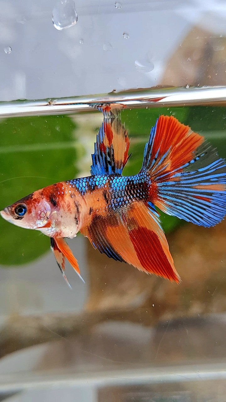 FEMALE HALFMOON METTALIC KOI MULTICOLOR BETTA FISH