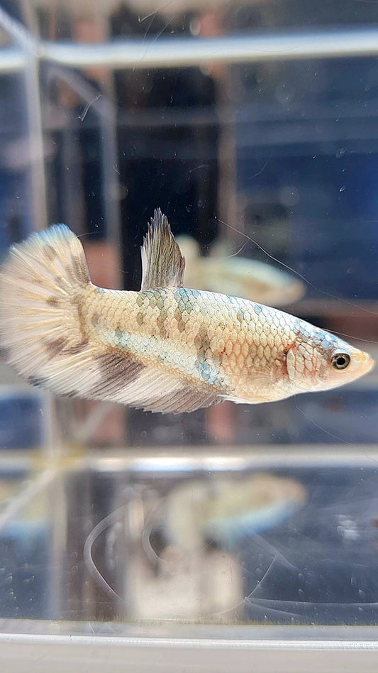 FEMALE HALFMOON WHITE COPPER MARBLE BETTA FISH
