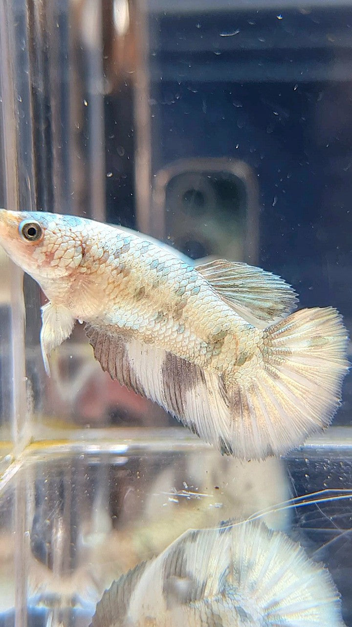 FEMALE HALFMOON WHITE COPPER MARBLE BETTA FISH