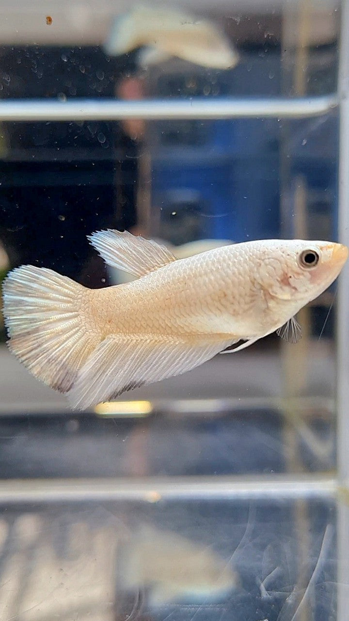 FEMALE HALFMOON WHITE COPPER RIM BETTA FISH
