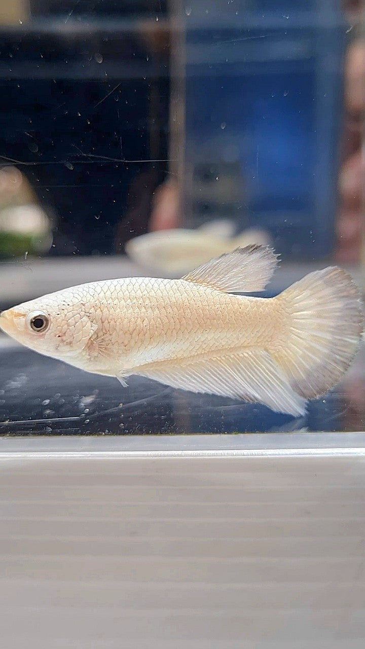 FEMALE HALFMOON WHITE COPPER RIM BETTA FISH
