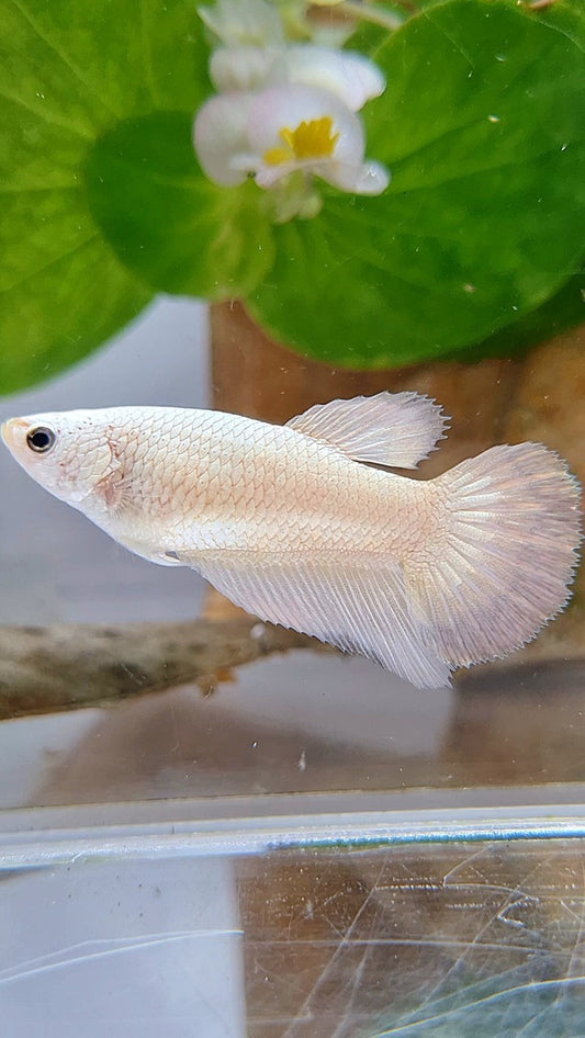 FEMALE HALFMOON WHITE COPPER RIM BETTA FISH