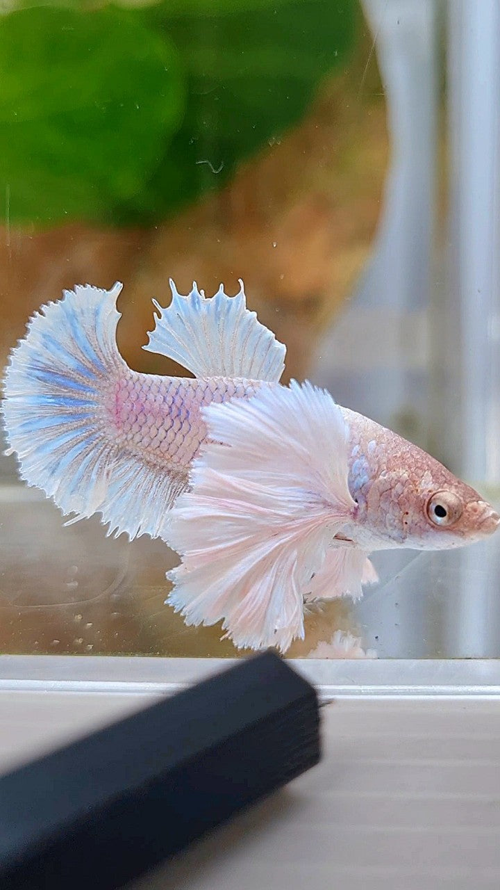 FEMALE PLAKAT SUPER DUMBO EAR WHITE BETTA FISH