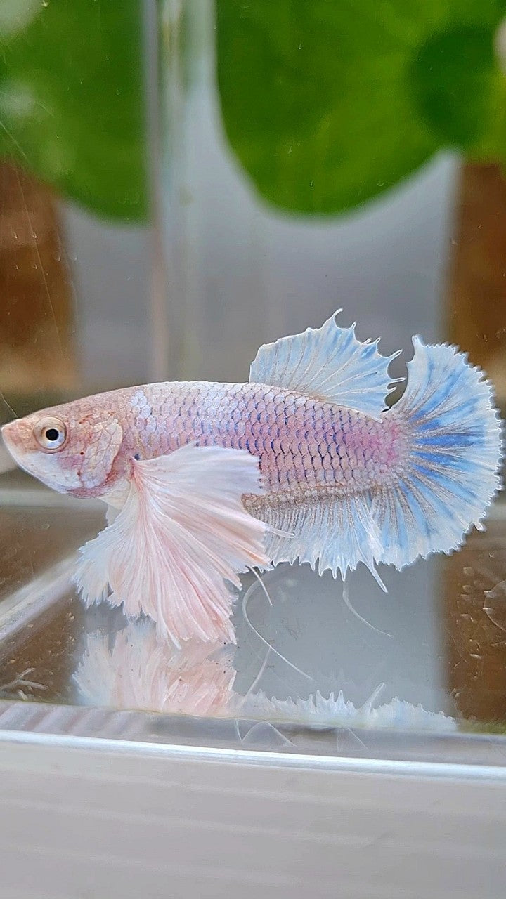 FEMALE PLAKAT SUPER DUMBO EAR WHITE BETTA FISH