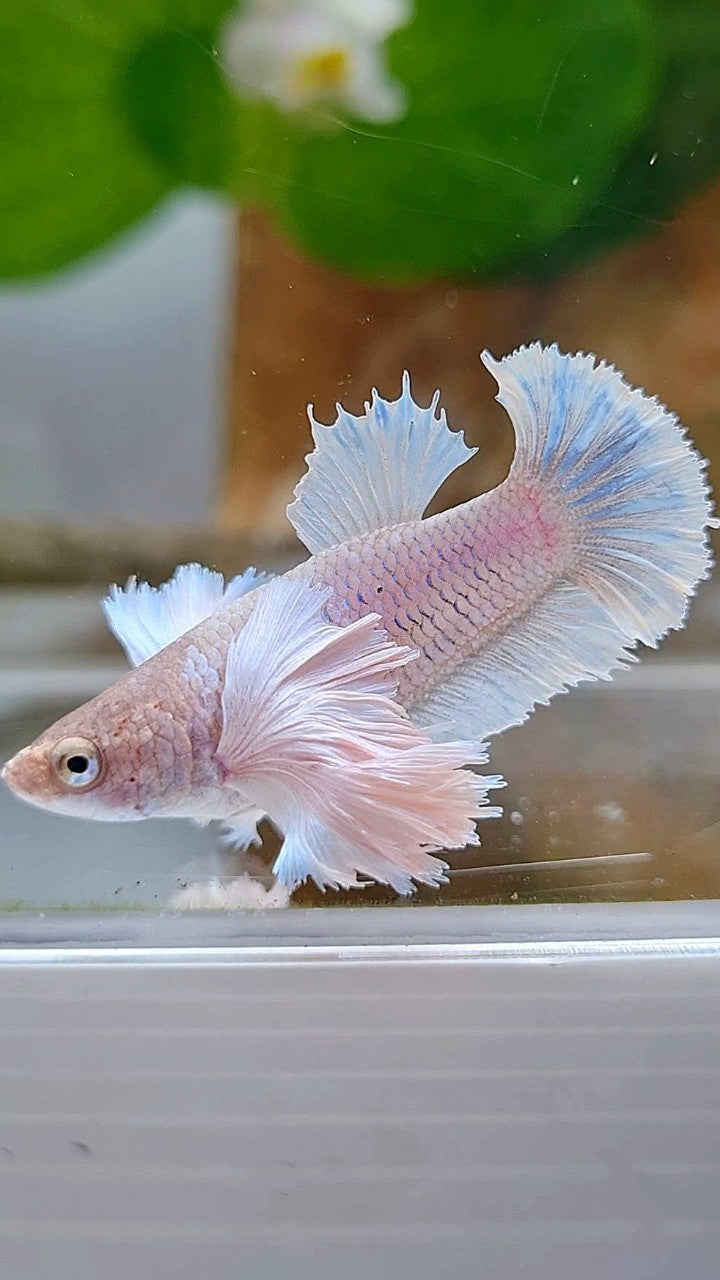 FEMALE PLAKAT SUPER DUMBO EAR WHITE BETTA FISH