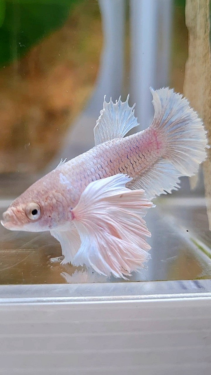 FEMALE PLAKAT SUPER DUMBO EAR WHITE BETTA FISH