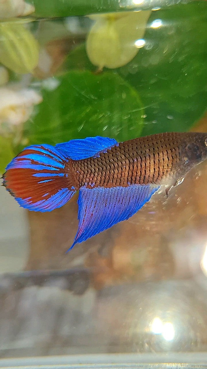 FEMALE VEILTAIL BLACK SAPPHIRE AVATAR BETTA FISH