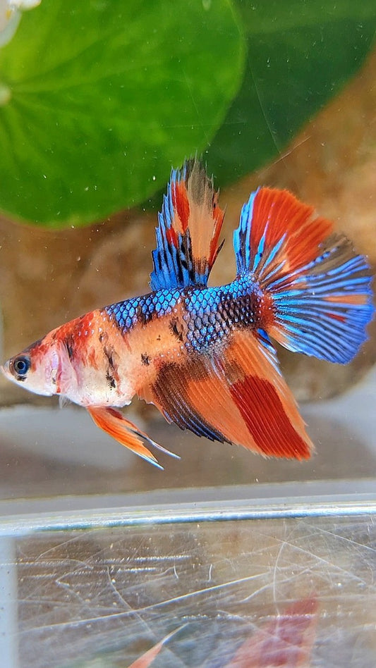 FEMALE HALFMOON METTALIC KOI MULTICOLOR BETTA FISH