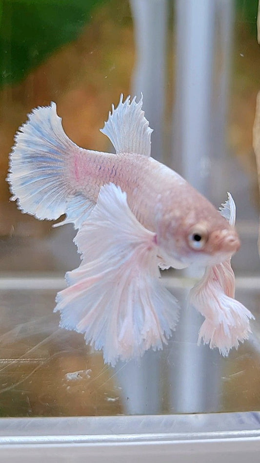 FEMALE PLAKAT SUPER DUMBO EAR WHITE BETTA FISH