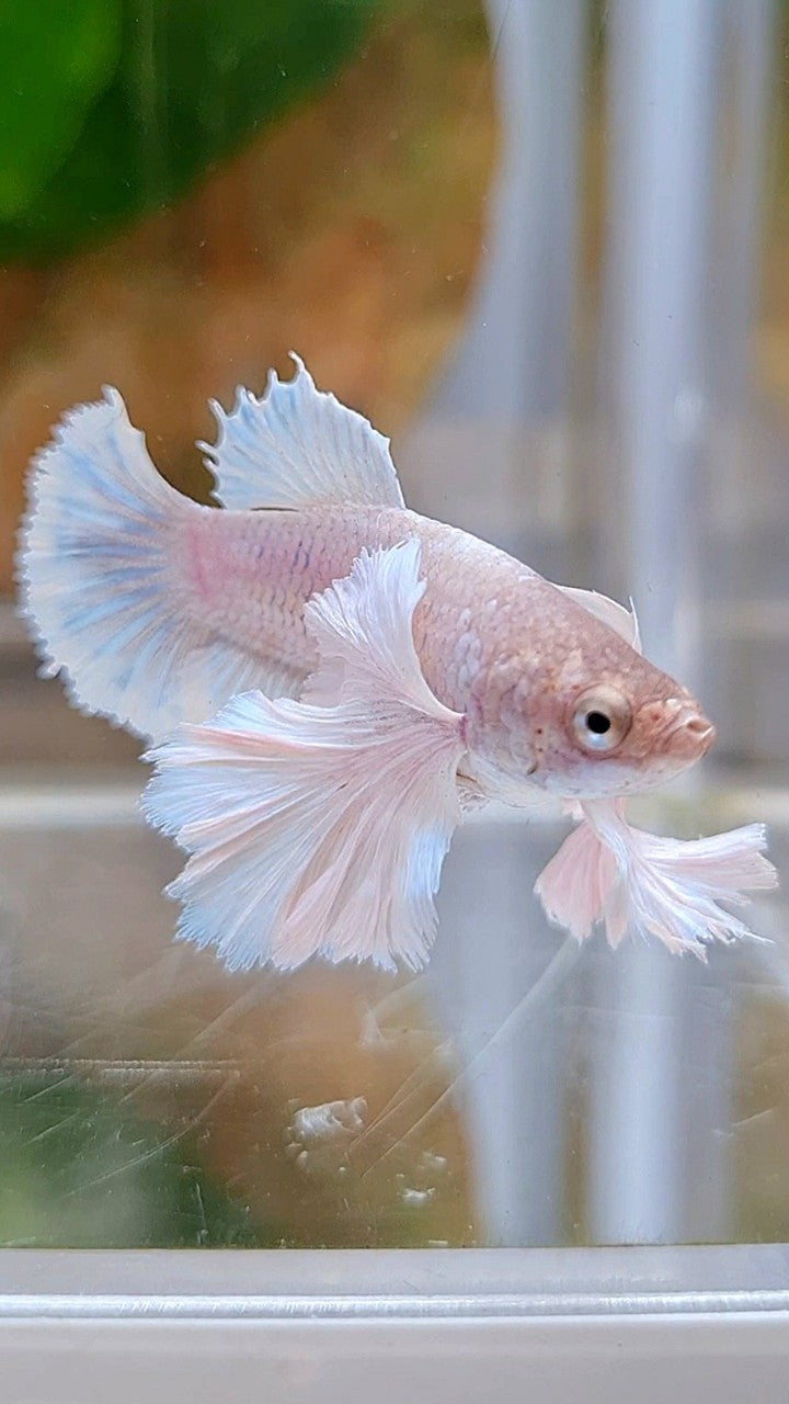 FEMALE PLAKAT SUPER DUMBO EAR WHITE BETTA FISH