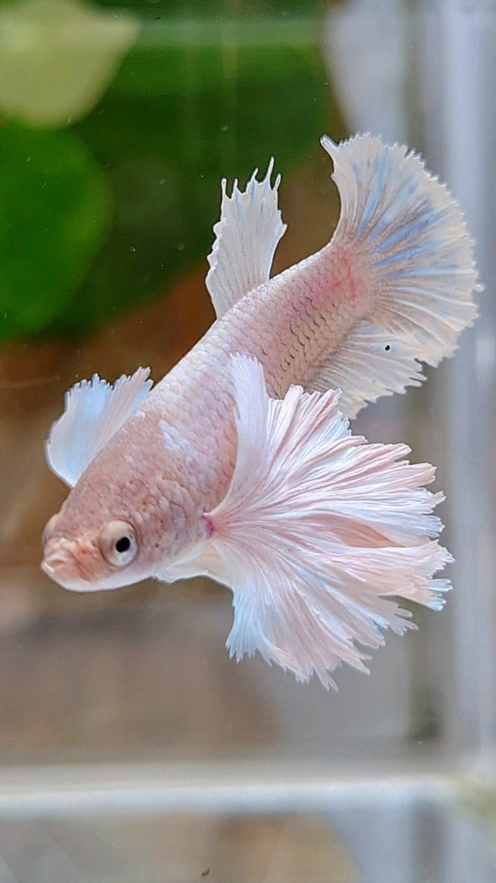 FEMALE PLAKAT SUPER DUMBO EAR WHITE BETTA FISH