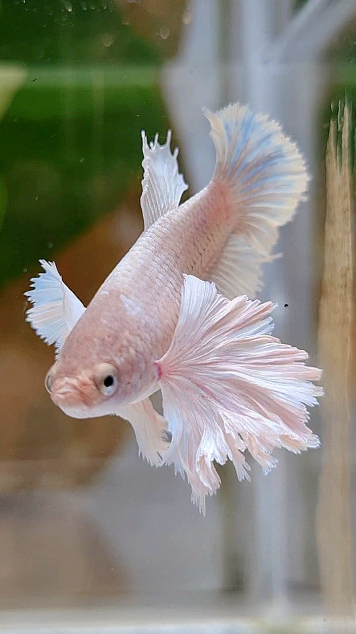 FEMALE PLAKAT SUPER DUMBO EAR WHITE BETTA FISH