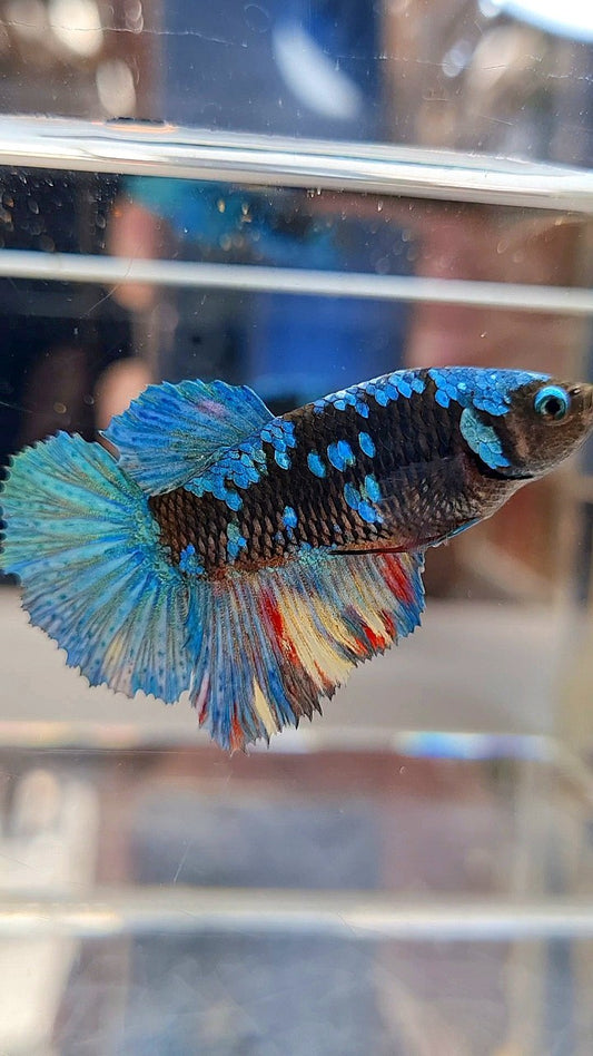FEMALE HALFMOON BLACK AVATAR BLUE GALAXY BETTA FISH