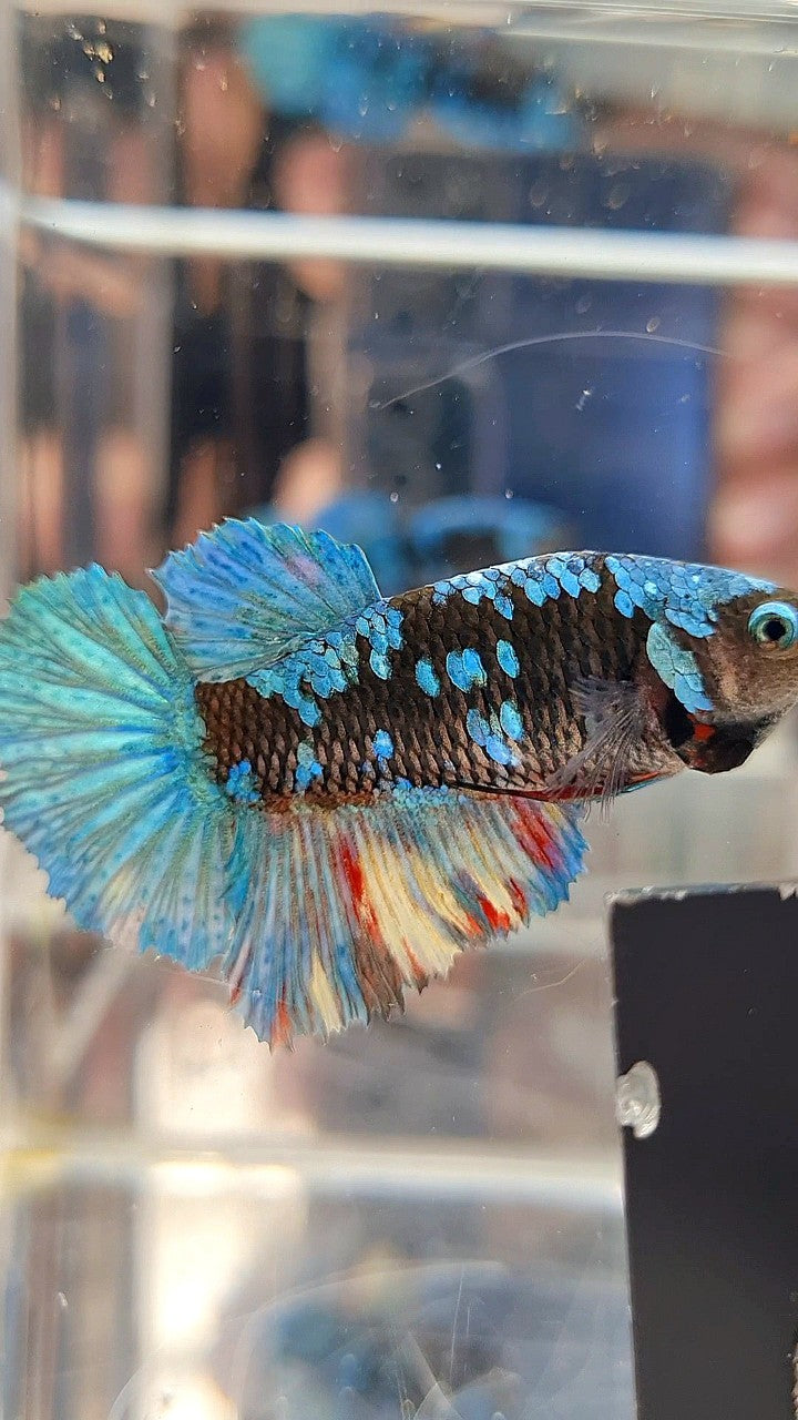 FEMALE HALFMOON BLACK AVATAR BLUE GALAXY BETTA FISH