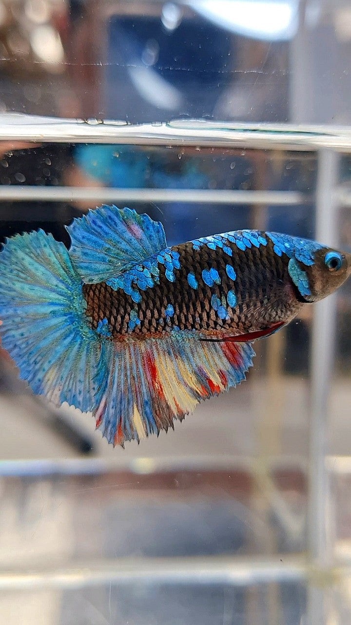 FEMALE HALFMOON BLACK AVATAR BLUE GALAXY BETTA FISH