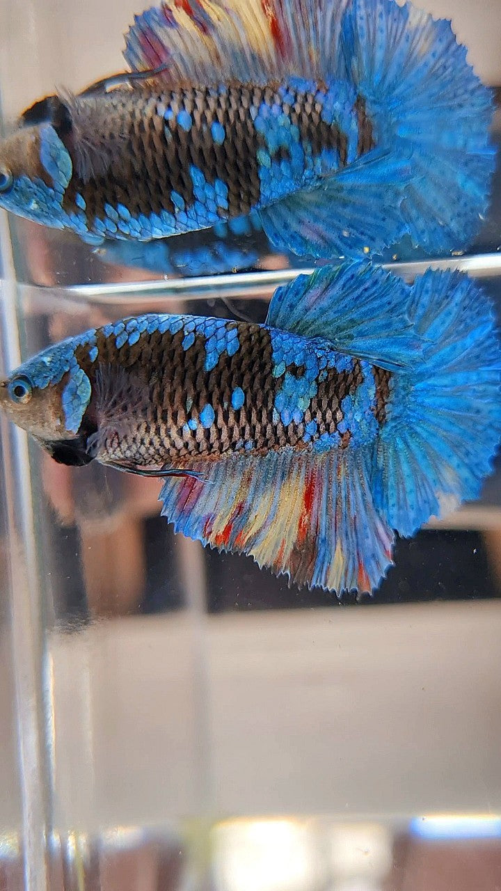 FEMALE HALFMOON BLACK AVATAR BLUE GALAXY BETTA FISH