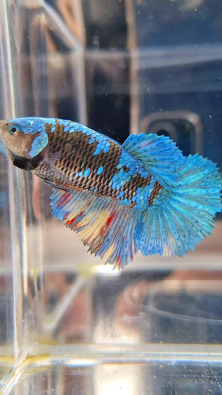 FEMALE HALFMOON BLACK AVATAR BLUE GALAXY BETTA FISH