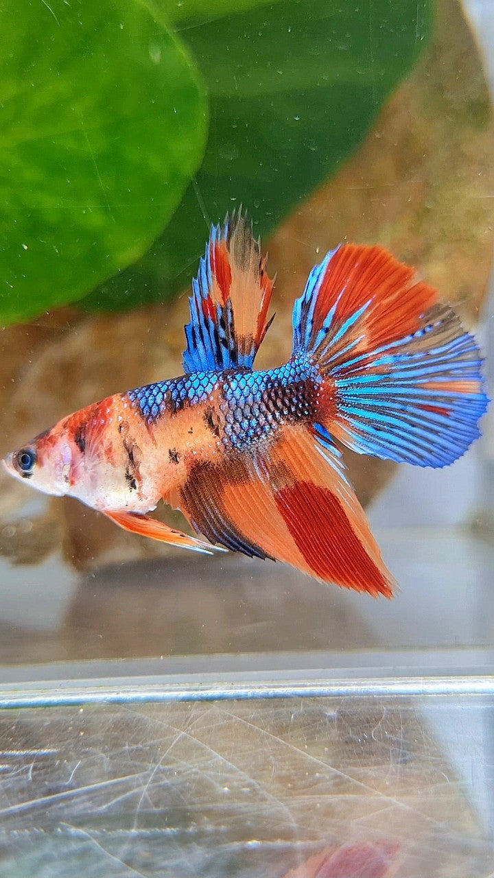 FEMALE HALFMOON METTALIC KOI MULTICOLOR BETTA FISH