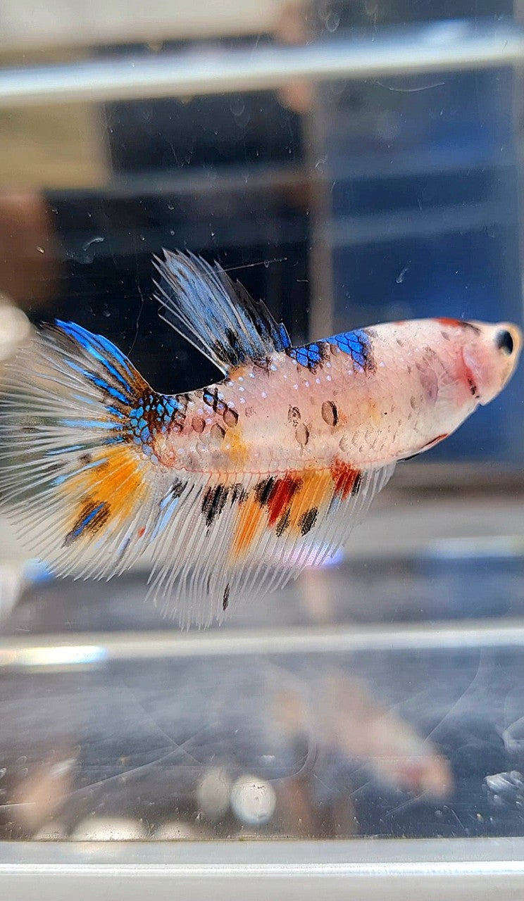 FEMALE HALFMOON KOI MULTICOLOR BETTA FISH