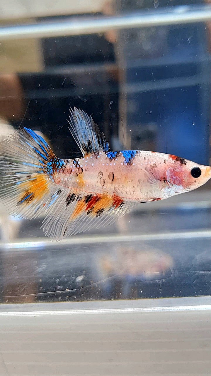 FEMALE HALFMOON KOI MULTICOLOR BETTA FISH