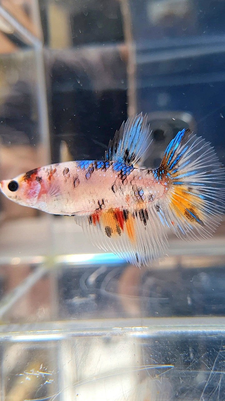 FEMALE HALFMOON KOI MULTICOLOR BETTA FISH
