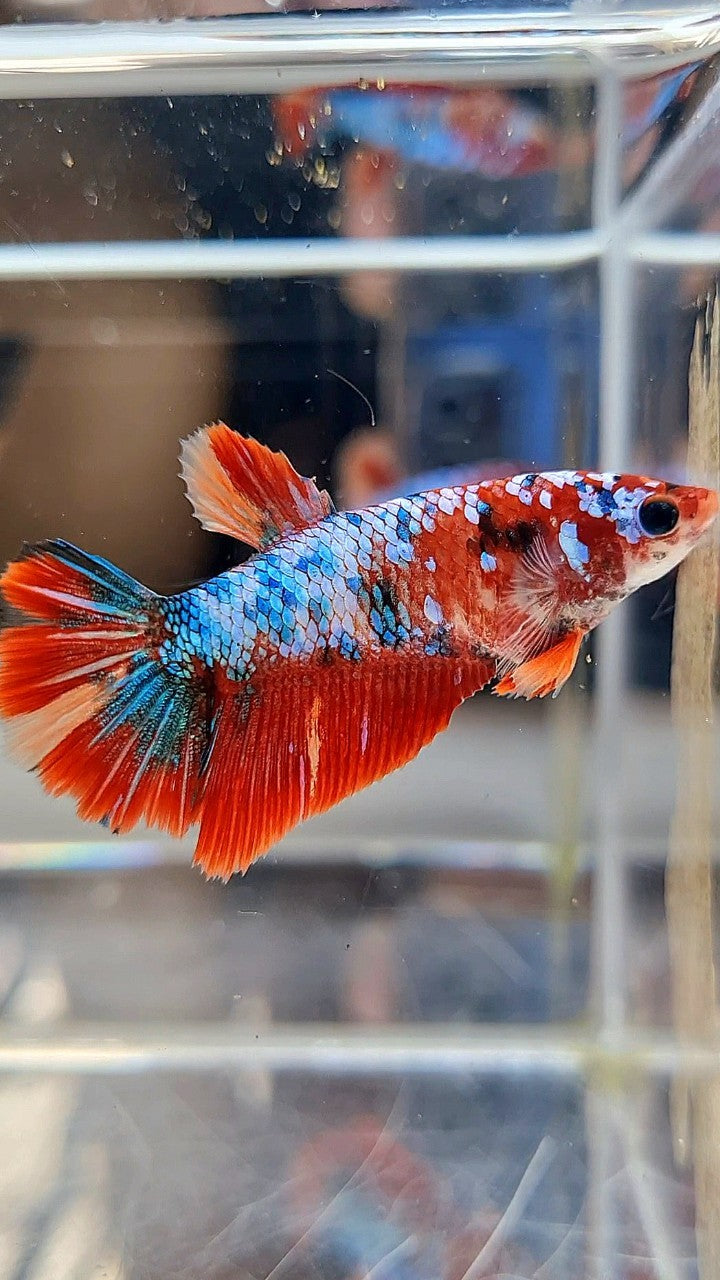 FEMALE HALFMOON RED FANCY MARBLE MULTICOLOR BETTA FISH