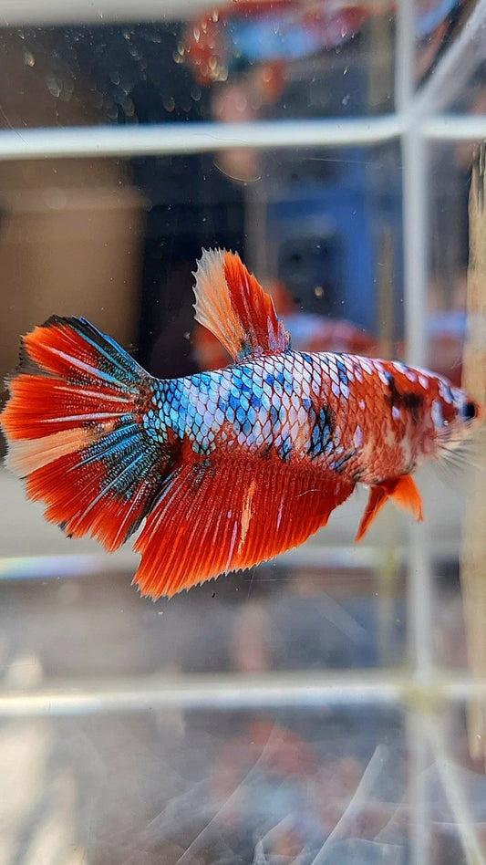 FEMALE HALFMOON RED FANCY MARBLE MULTICOLOR BETTA FISH