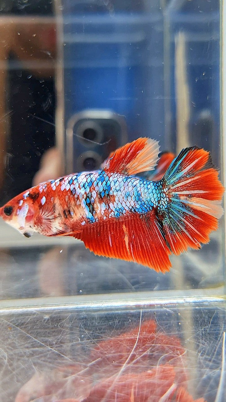 FEMALE HALFMOON RED FANCY MARBLE MULTICOLOR BETTA FISH