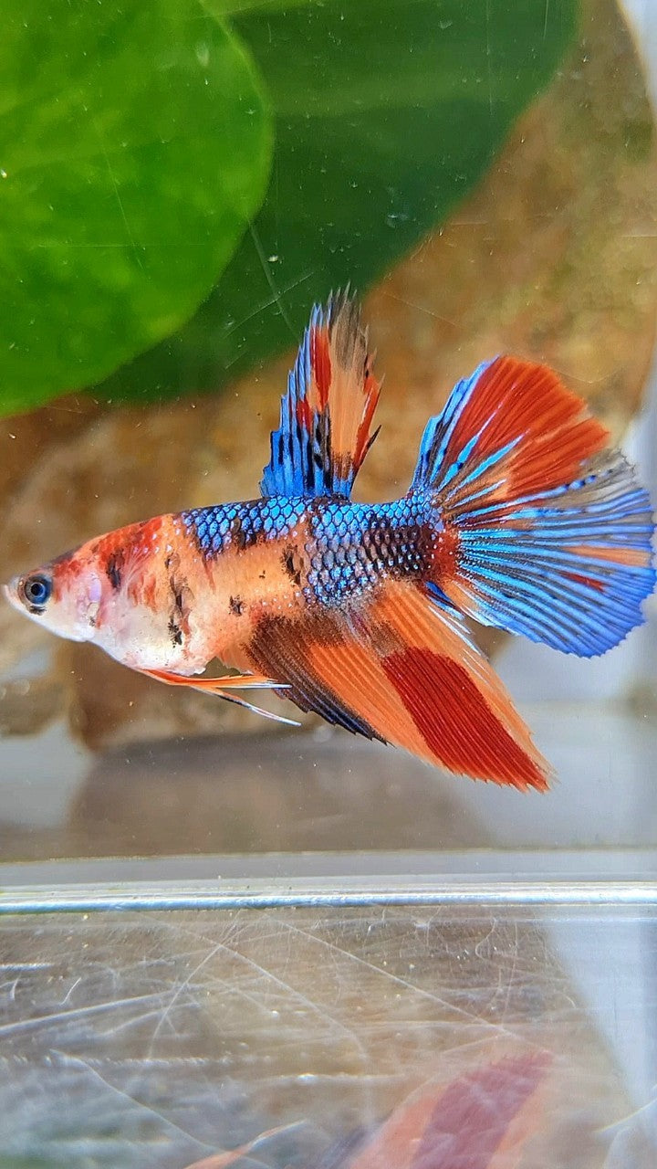 FEMALE HALFMOON METTALIC KOI MULTICOLOR BETTA FISH