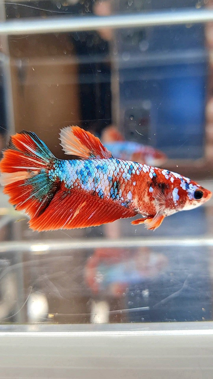 FEMALE HALFMOON RED FANCY MARBLE MULTICOLOR BETTA FISH