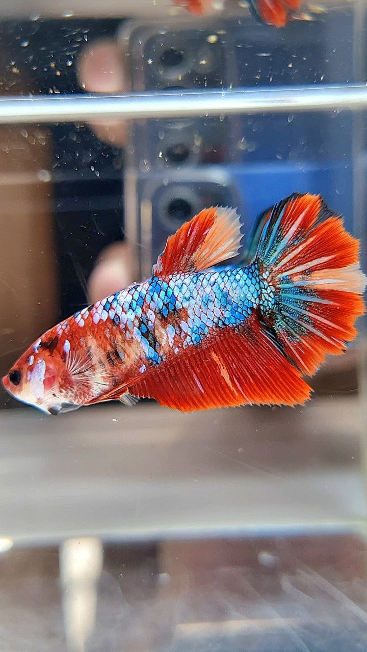FEMALE HALFMOON RED FANCY MARBLE MULTICOLOR BETTA FISH