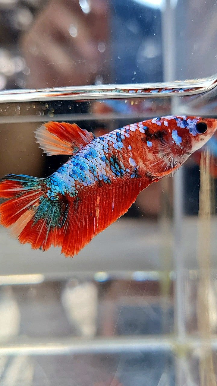 FEMALE HALFMOON RED FANCY MARBLE MULTICOLOR BETTA FISH