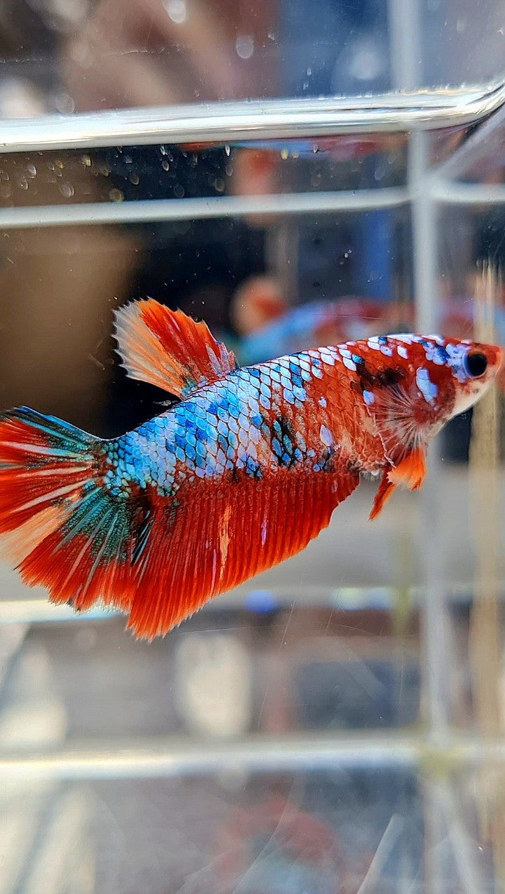 FEMALE HALFMOON RED FANCY MARBLE MULTICOLOR BETTA FISH