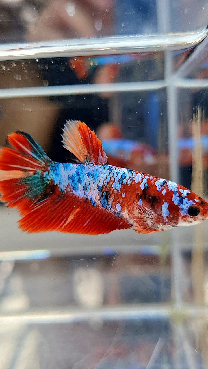 FEMALE HALFMOON RED FANCY MARBLE MULTICOLOR BETTA FISH