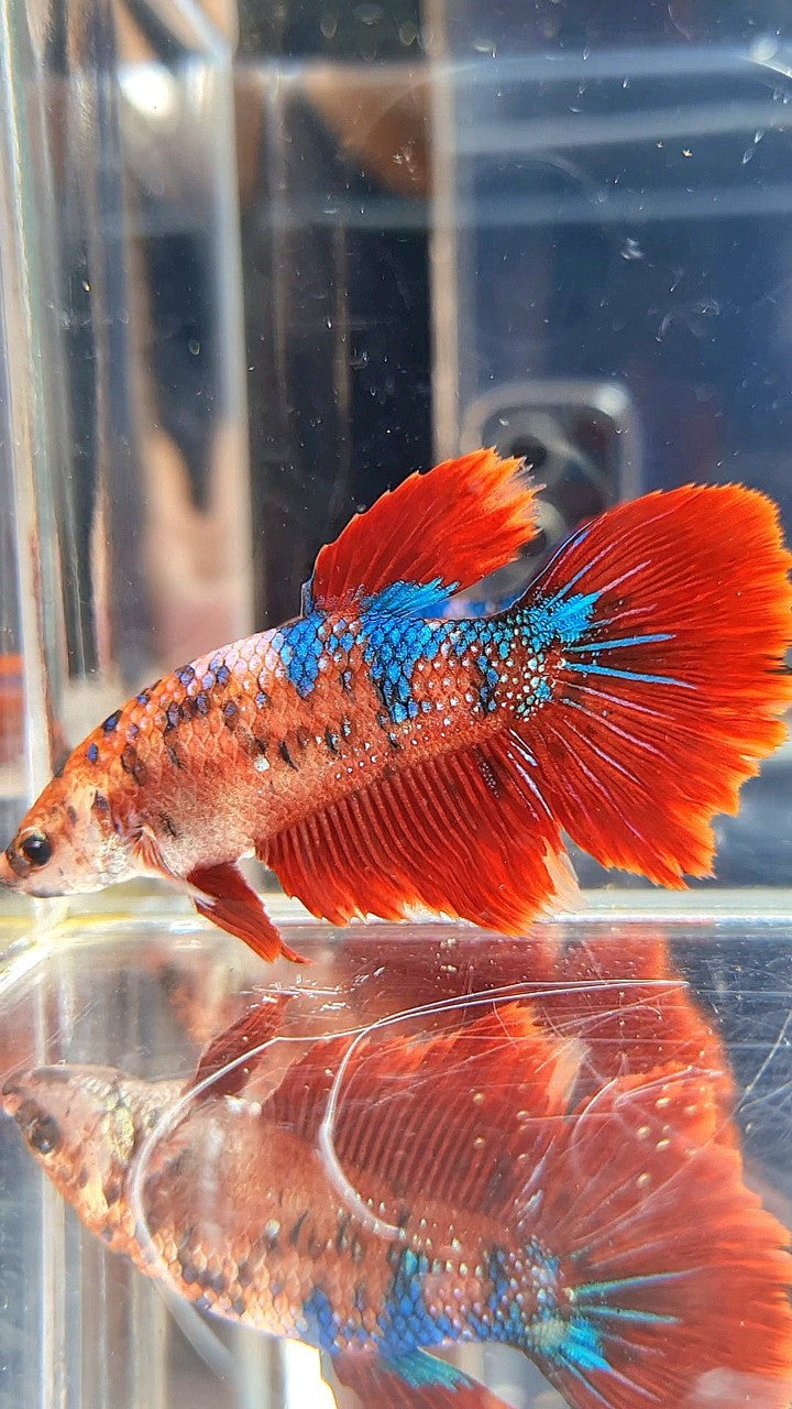 XL FEMALE HALFMOON RED FANCY MULTICOLOR BETTA FISH