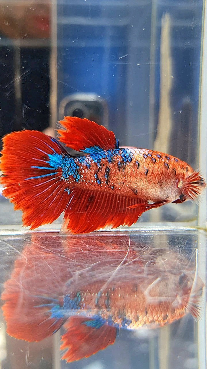 XL FEMALE HALFMOON RED FANCY MULTICOLOR BETTA FISH