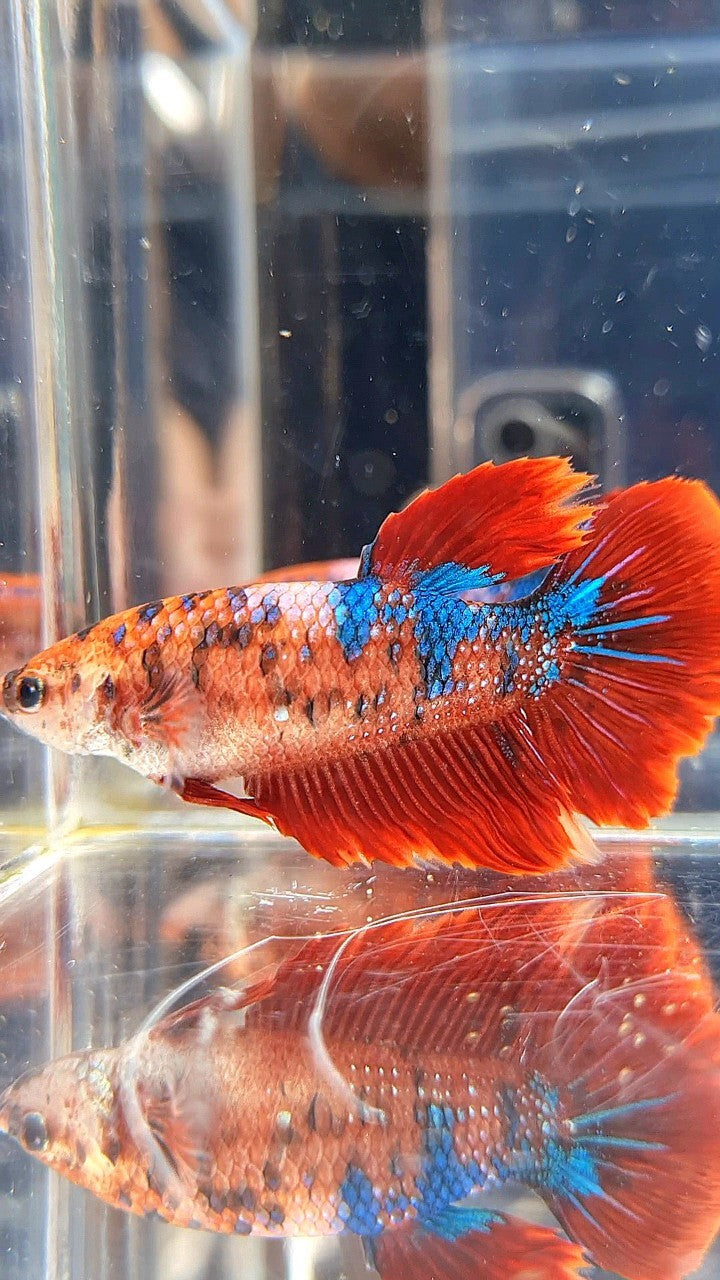 XL FEMALE HALFMOON RED FANCY MULTICOLOR BETTA FISH