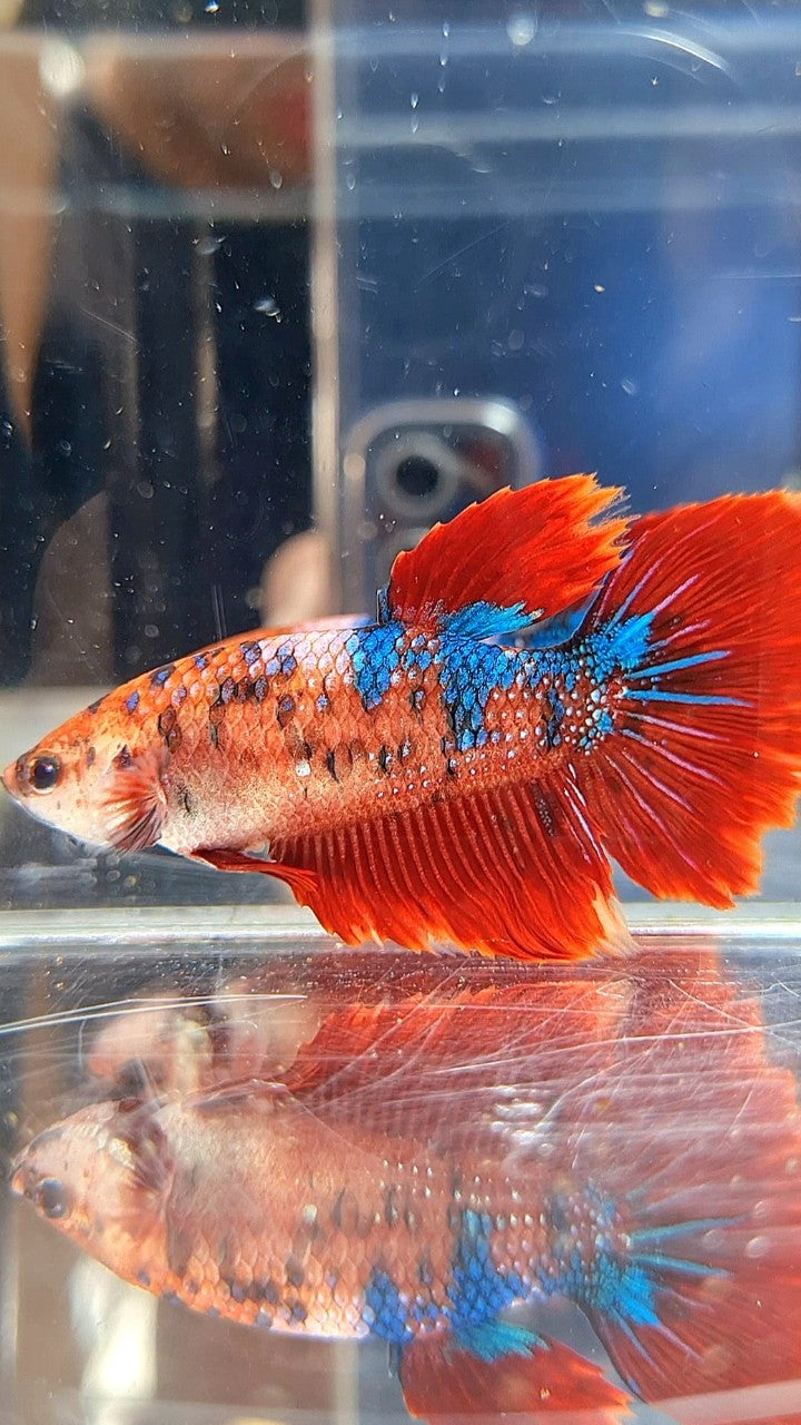 XL FEMALE HALFMOON RED FANCY MULTICOLOR BETTA FISH
