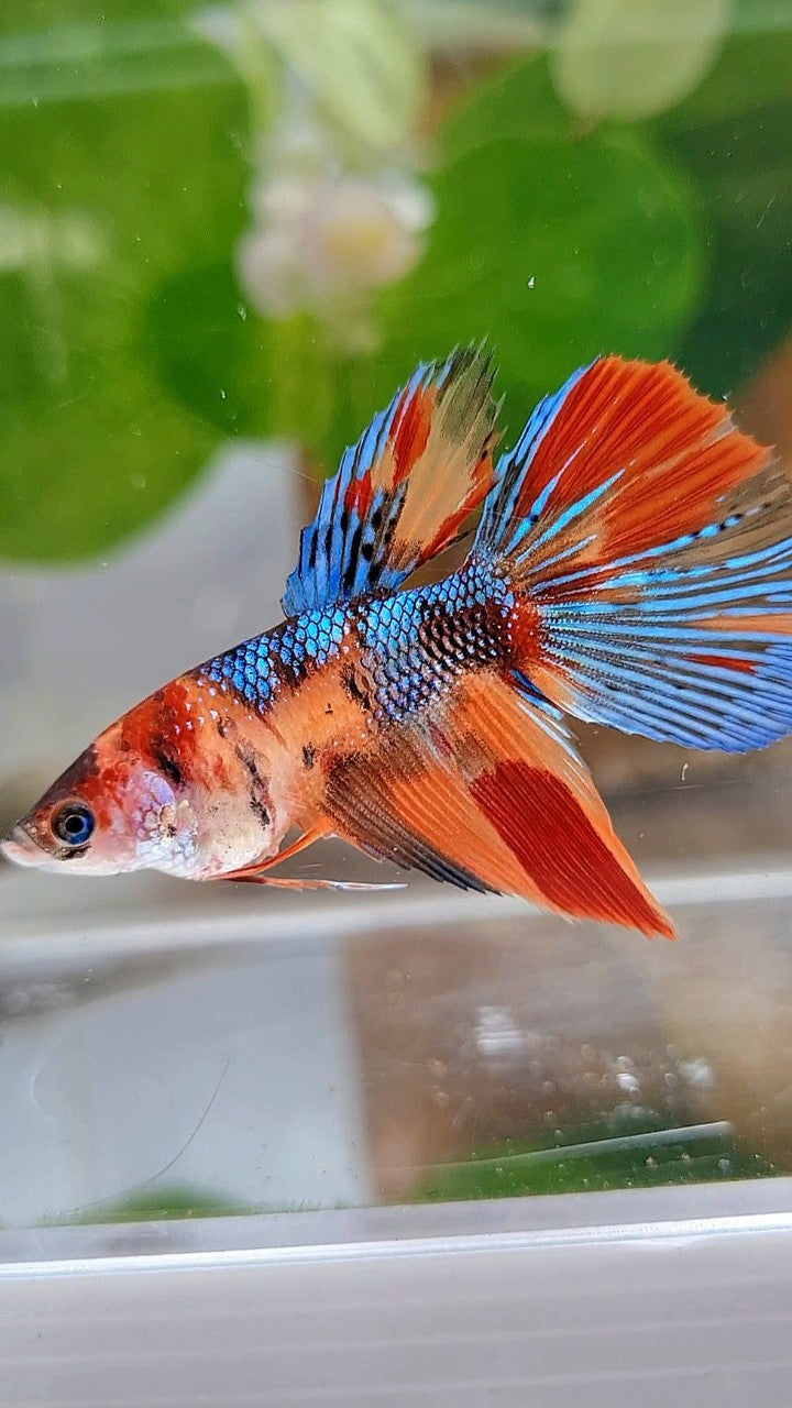 FEMALE HALFMOON METTALIC KOI MULTICOLOR BETTA FISH