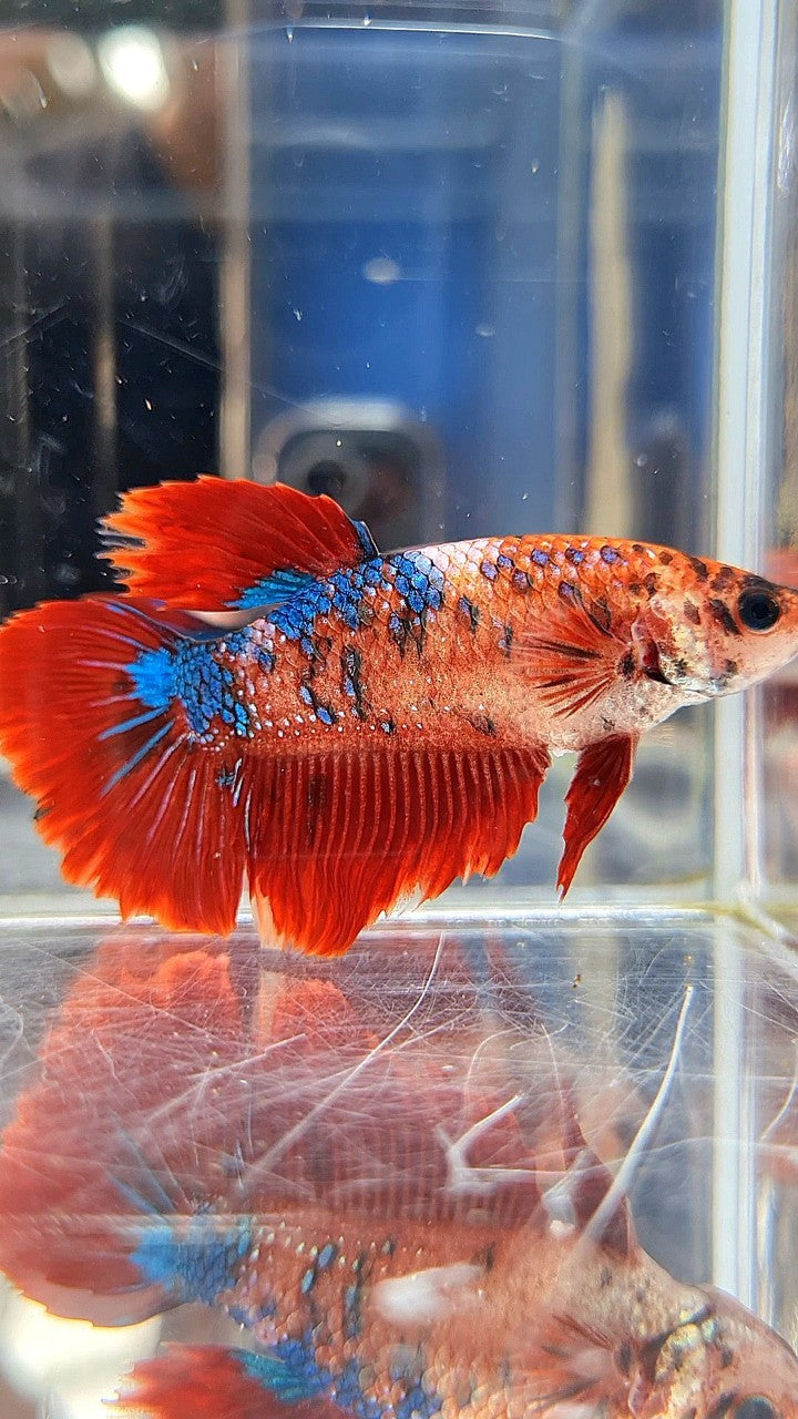 XL FEMALE HALFMOON RED FANCY MULTICOLOR BETTA FISH