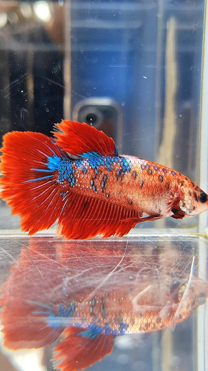 XL FEMALE HALFMOON RED FANCY MULTICOLOR BETTA FISH