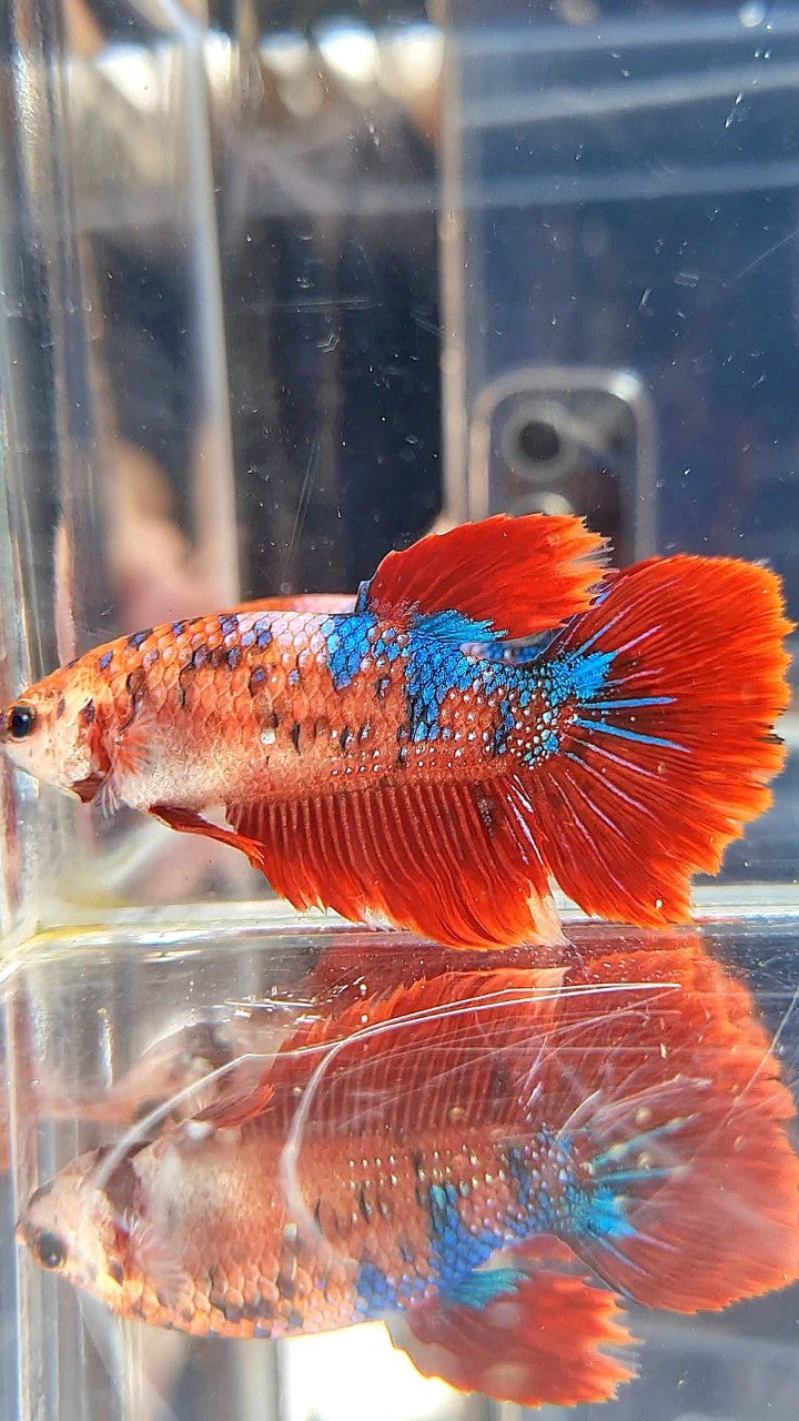 XL FEMALE HALFMOON RED FANCY MULTICOLOR BETTA FISH