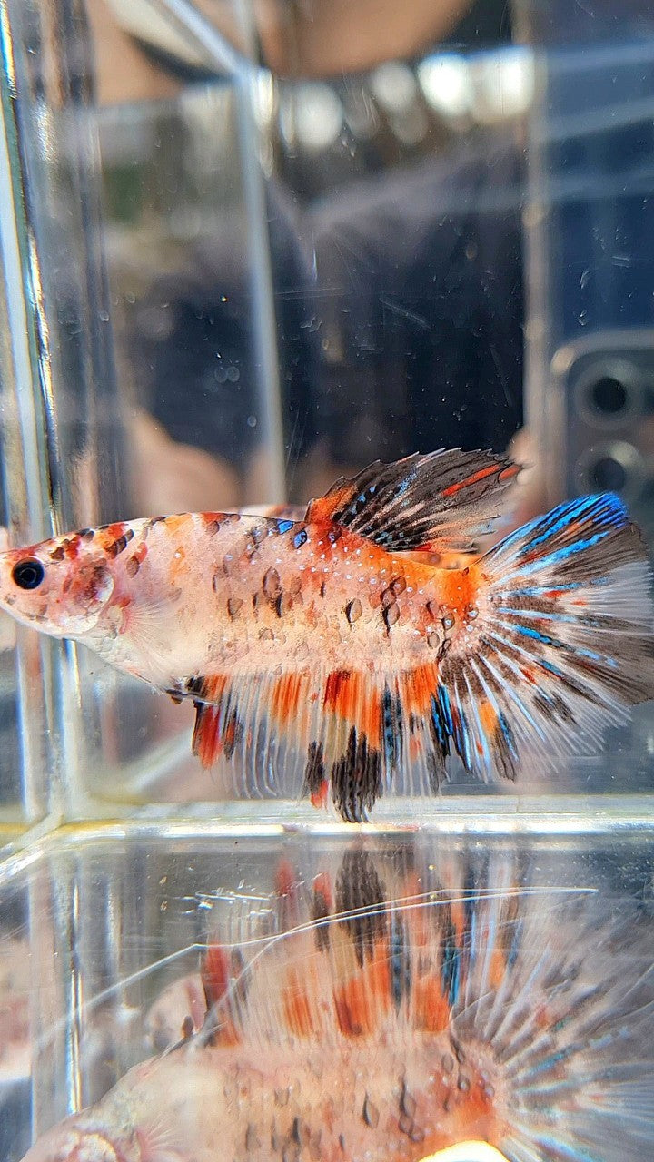FEMALE HALFMOON KOI TIGER MULTICOLOR BETTA FISH