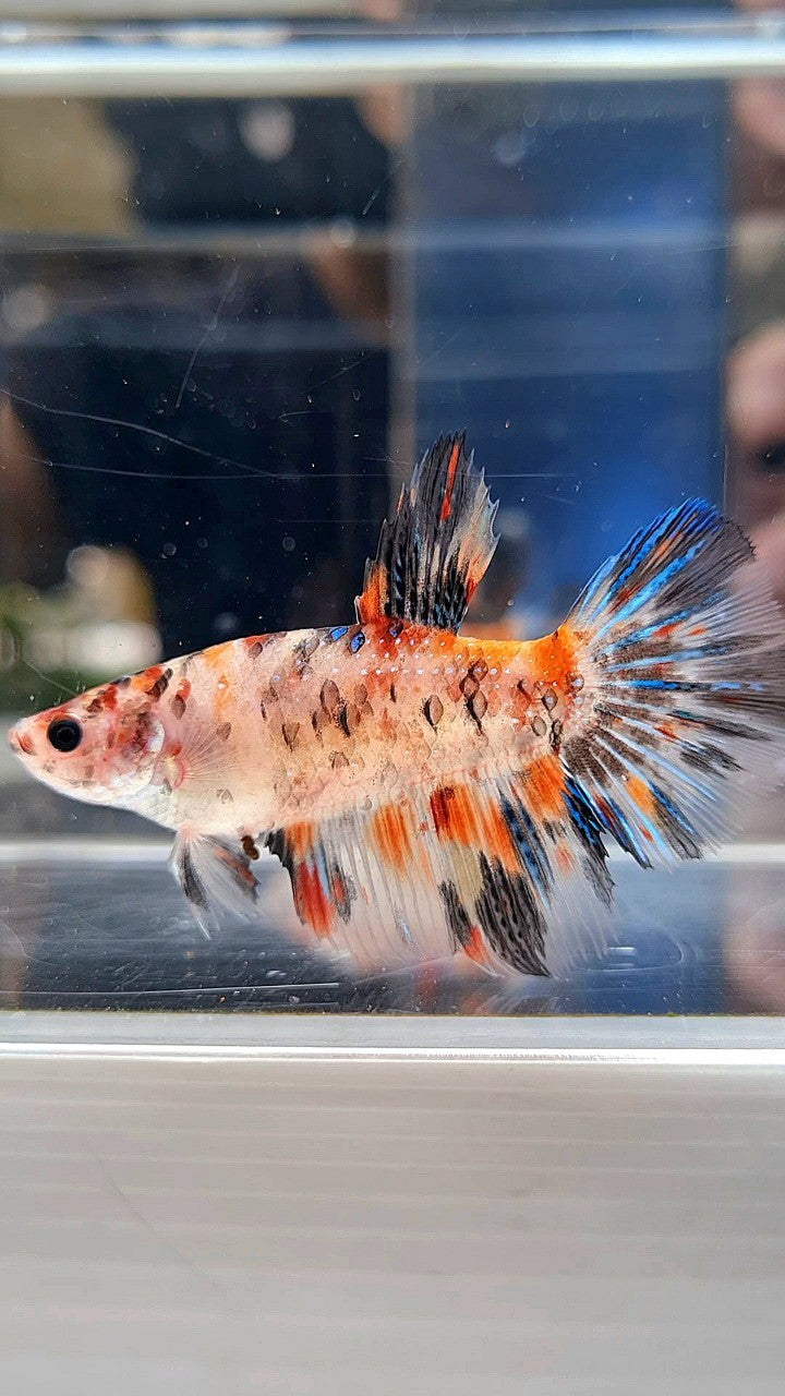 FEMALE HALFMOON KOI TIGER MULTICOLOR BETTA FISH