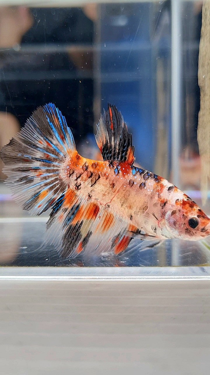 FEMALE HALFMOON KOI TIGER MULTICOLOR BETTA FISH