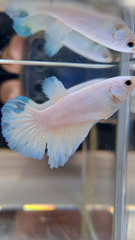 FEMALE HALFMOON WHITE BLUE RIM LINE BETTA FISH