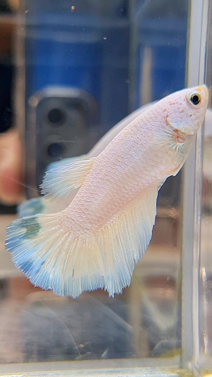 FEMALE HALFMOON WHITE BLUE RIM LINE BETTA FISH
