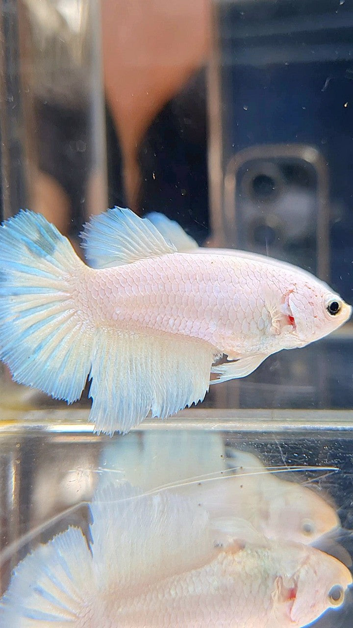 FEMALE HALFMOON WHITE BLUE RIM LINE BETTA FISH
